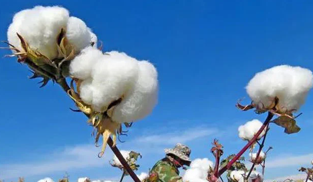 棉花期货助力中国棉花市场升级发展